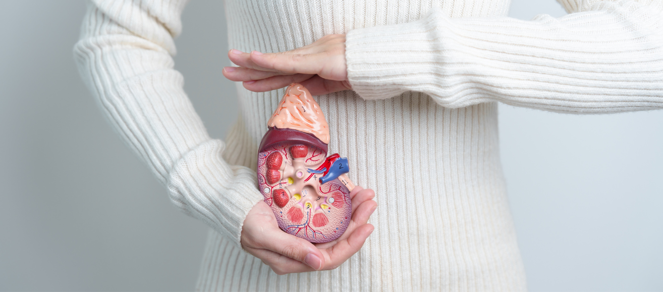 woman holding anatomically correct kidney